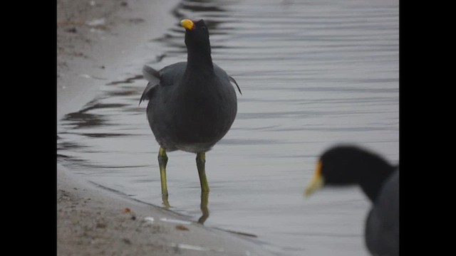 Red-fronted Coot - ML614699978