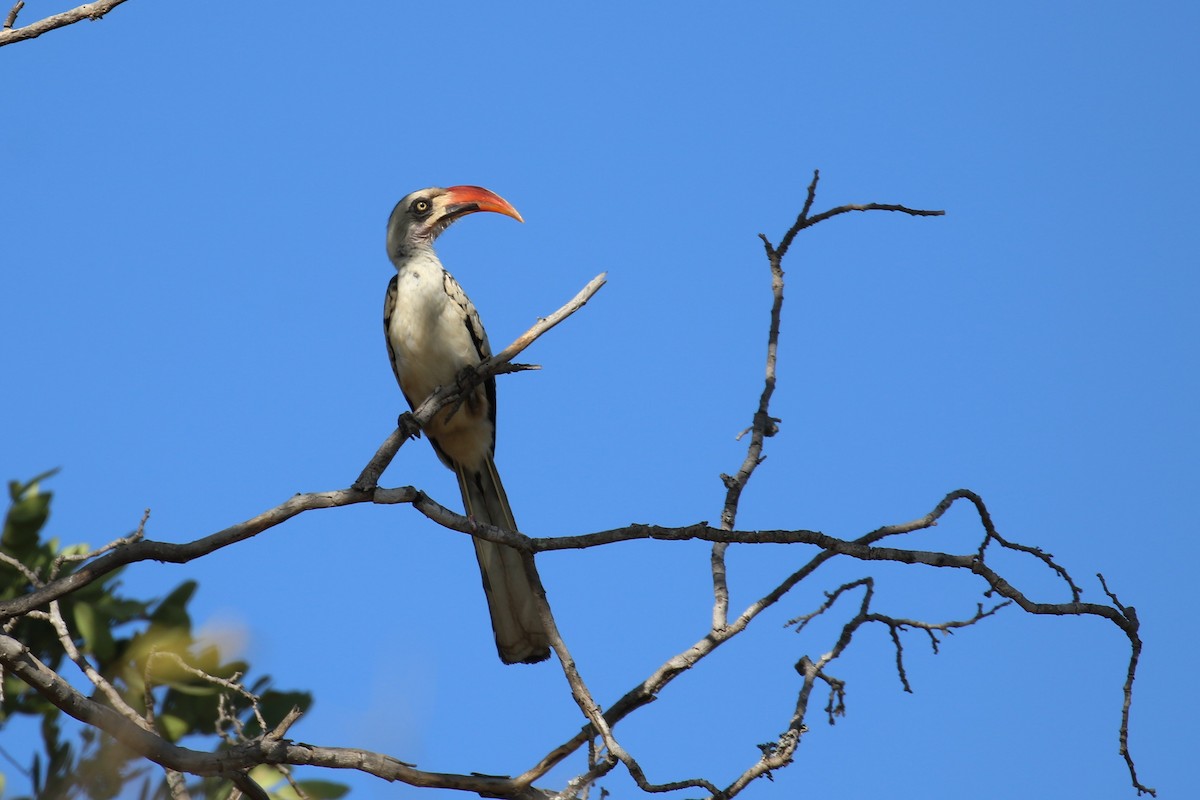 Tanzanian Red-billed Hornbill - ML614700158