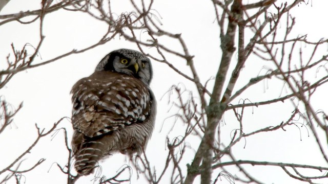 Northern Hawk Owl - ML614700168