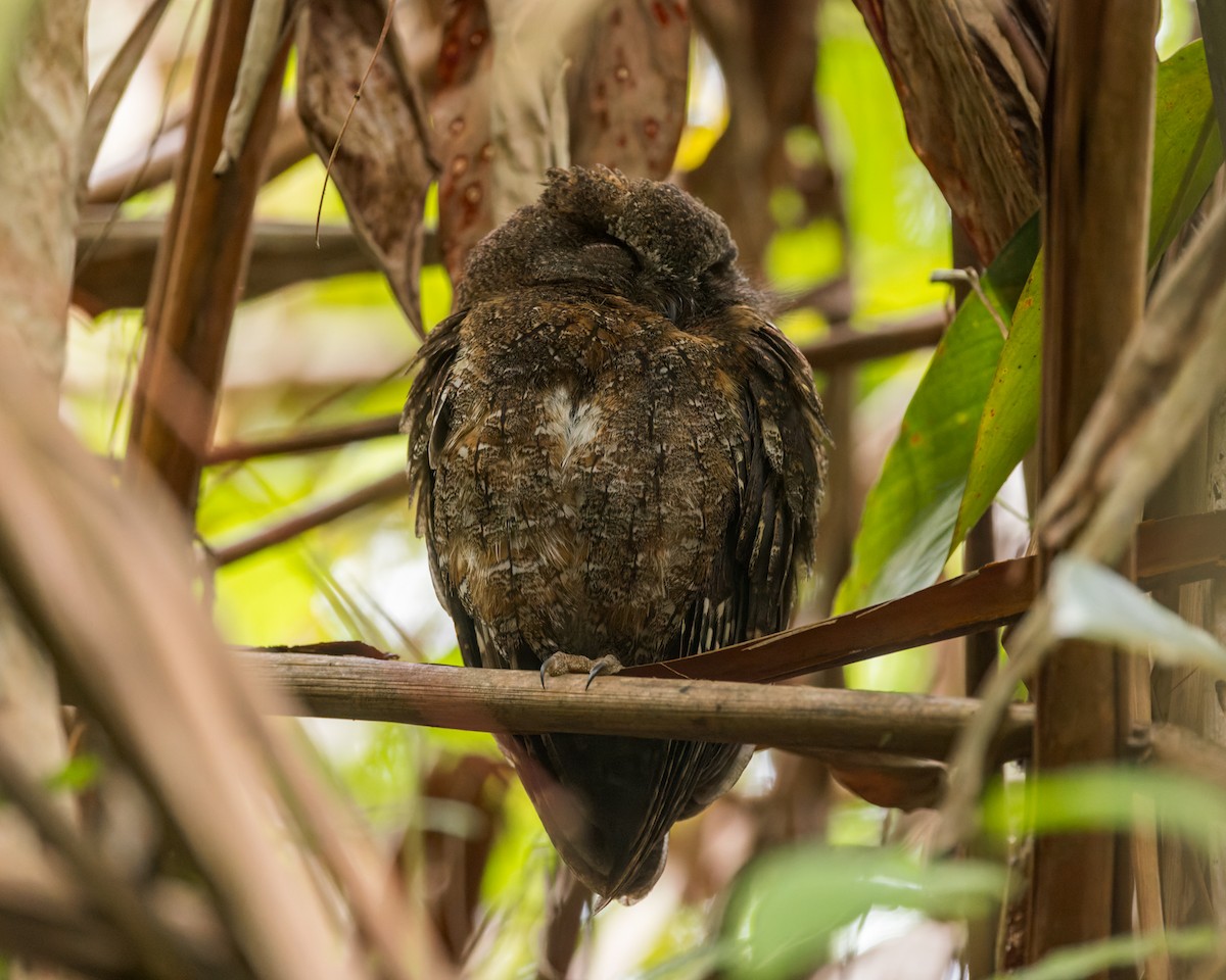 Madagascar Scops-Owl (Rainforest) - ML614700678