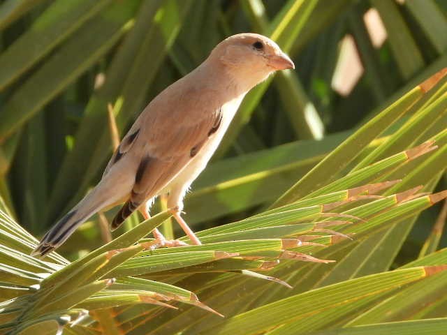 Desert Sparrow - ML614701020