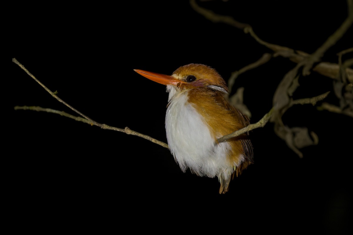 Madagascar Pygmy Kingfisher - ML614701026
