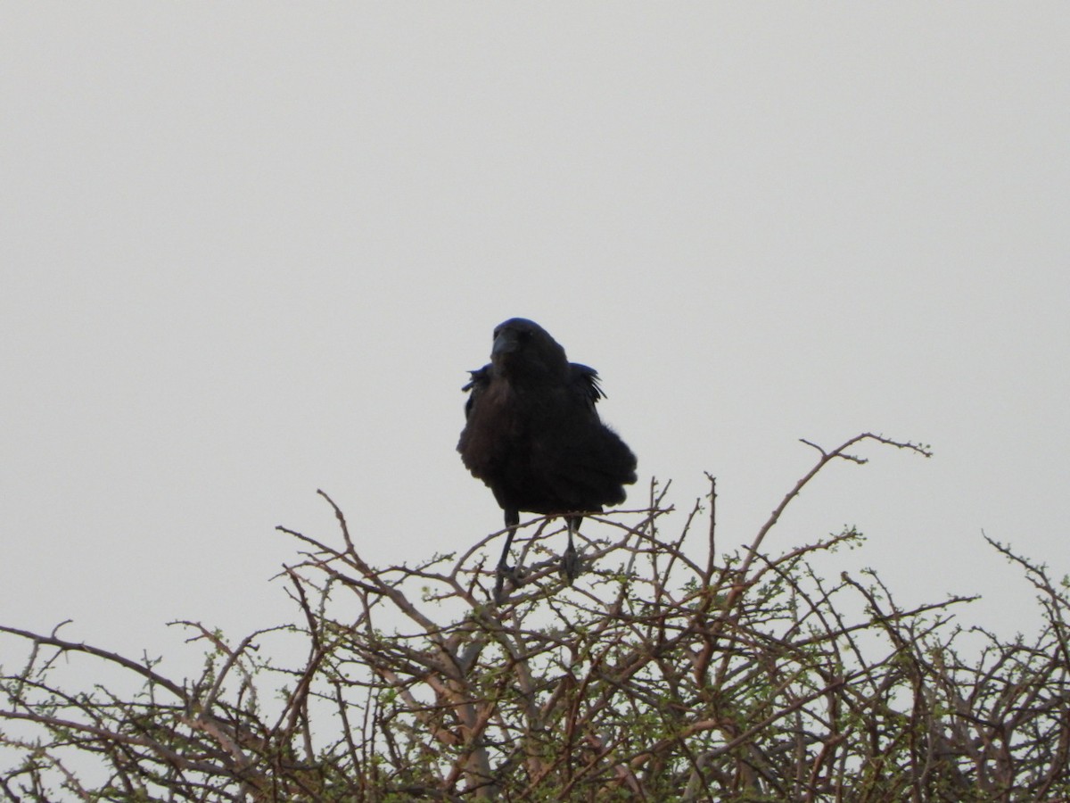 Brown-necked Raven - ML614701155