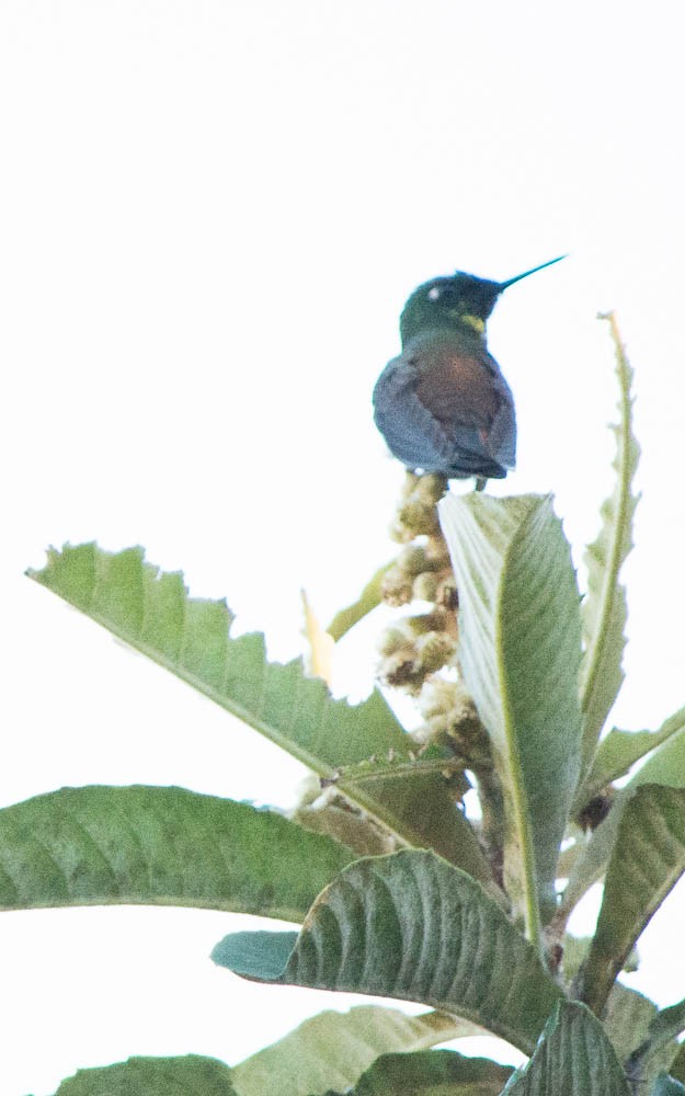 kolibřík brazilský - ML61470121