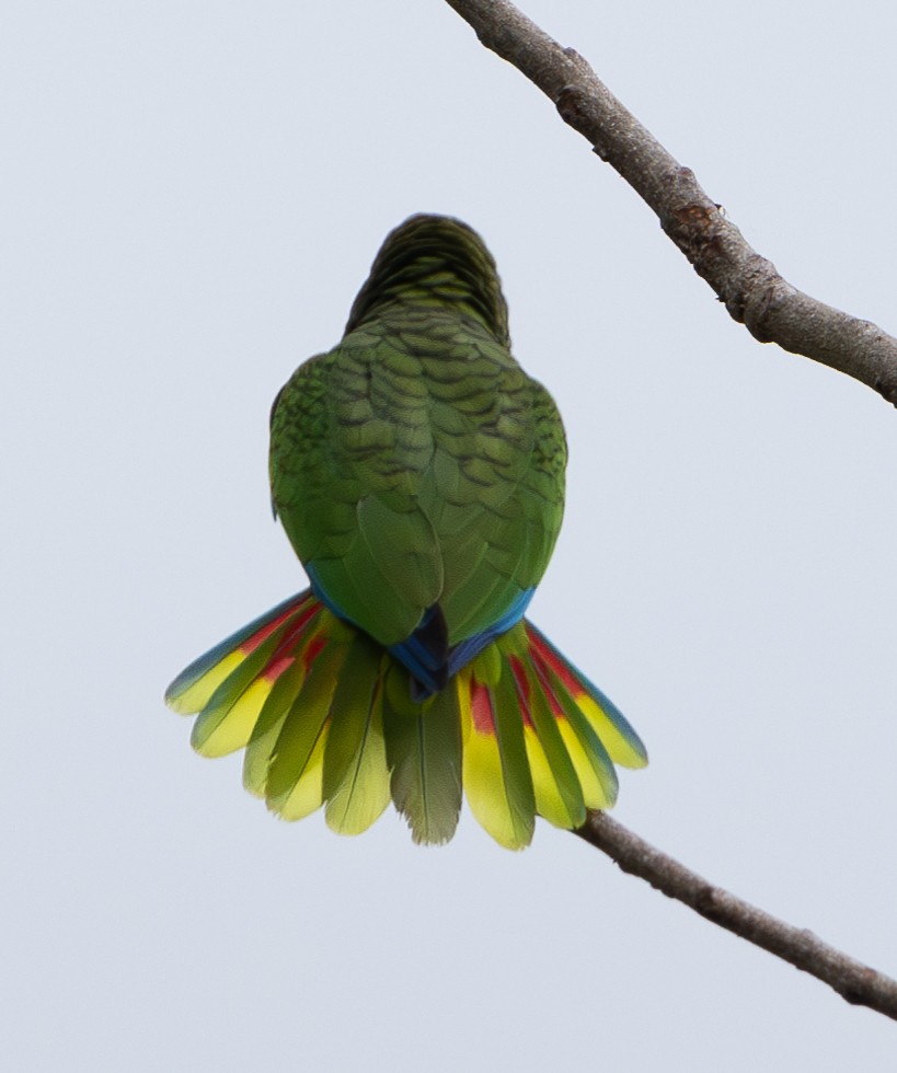 Cuban Parrot - ML614701251