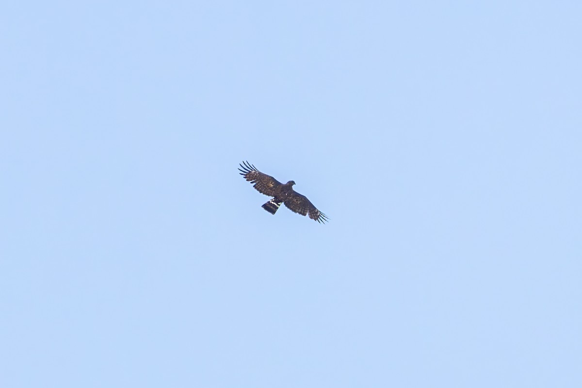 Madagascar Cuckoo-Hawk - ML614701471