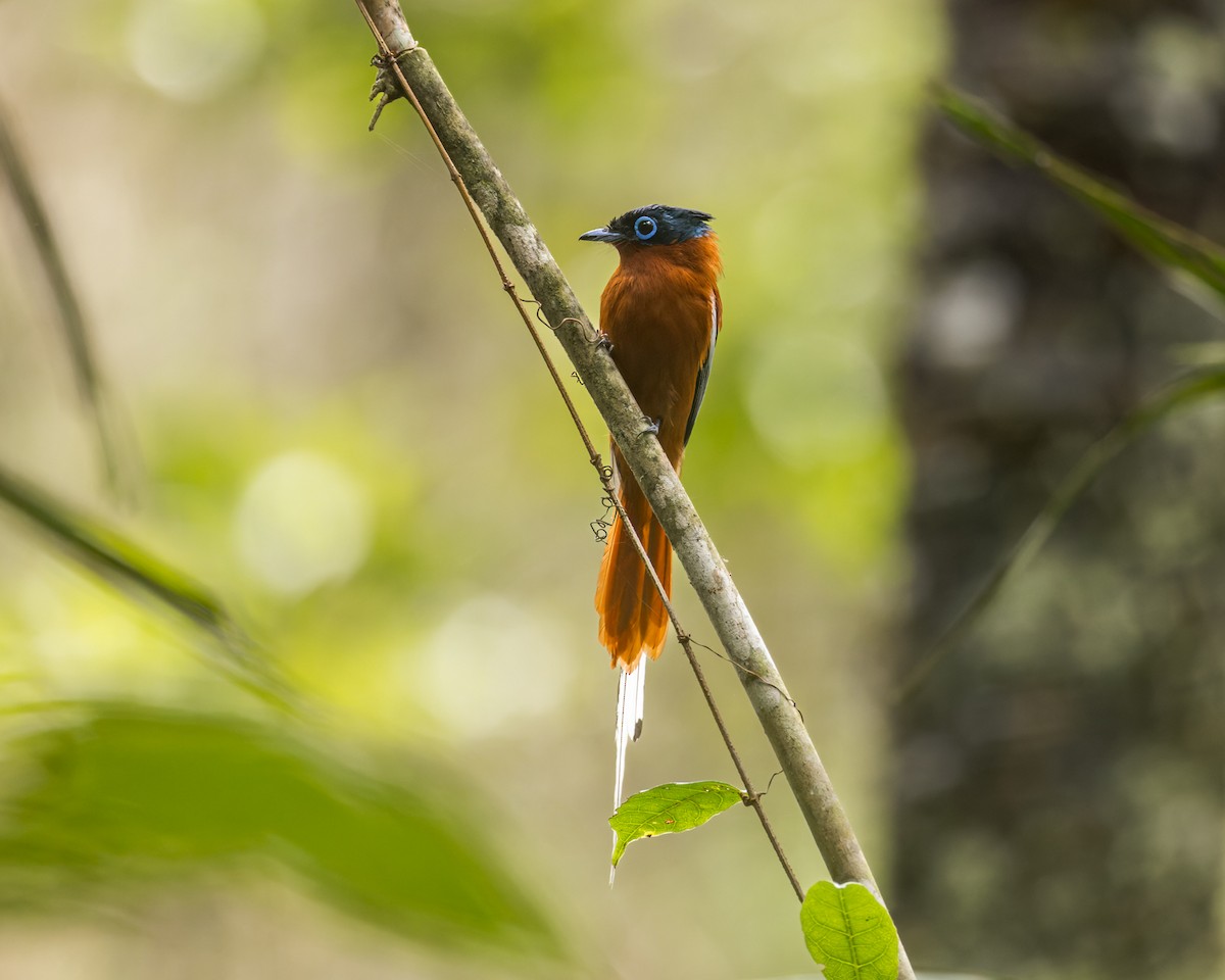 Malagasy Paradise-Flycatcher - Christopher Sloan