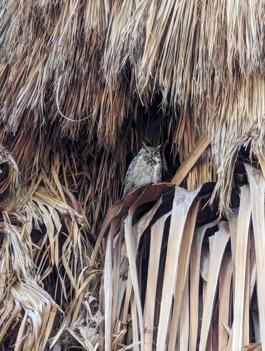Great Horned Owl - Rick Machin