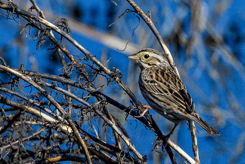 Savannah Sparrow - ML614701662