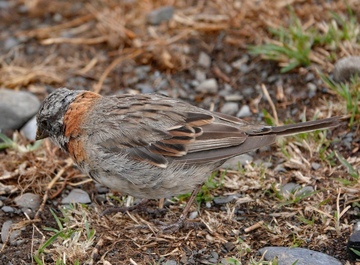 Rufous-collared Sparrow - ML614701838