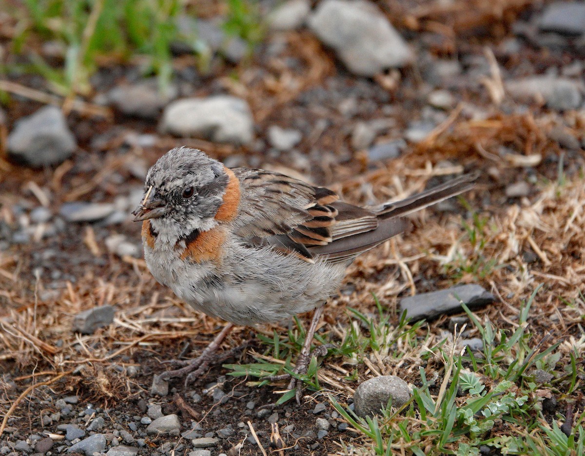 Rufous-collared Sparrow - ML614701839