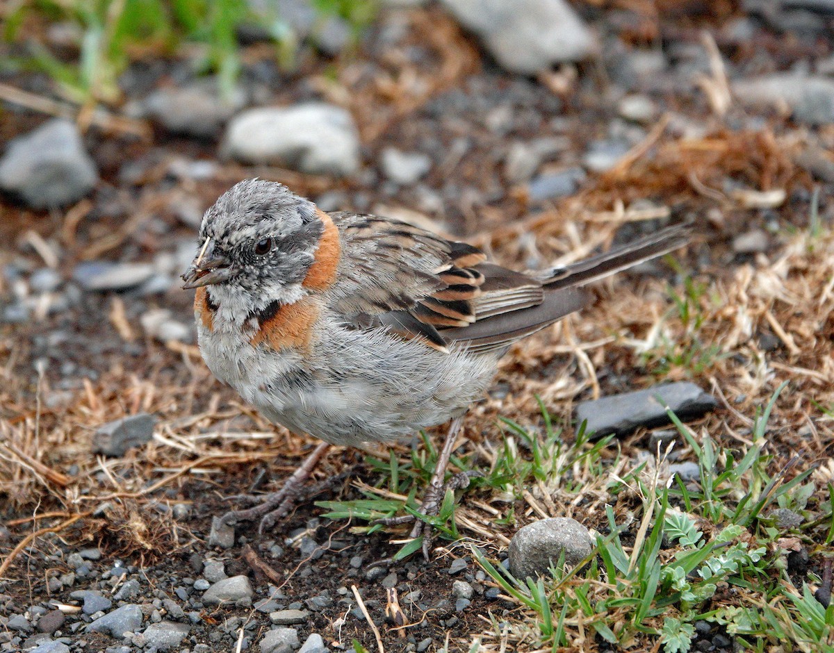 Rufous-collared Sparrow - ML614701840