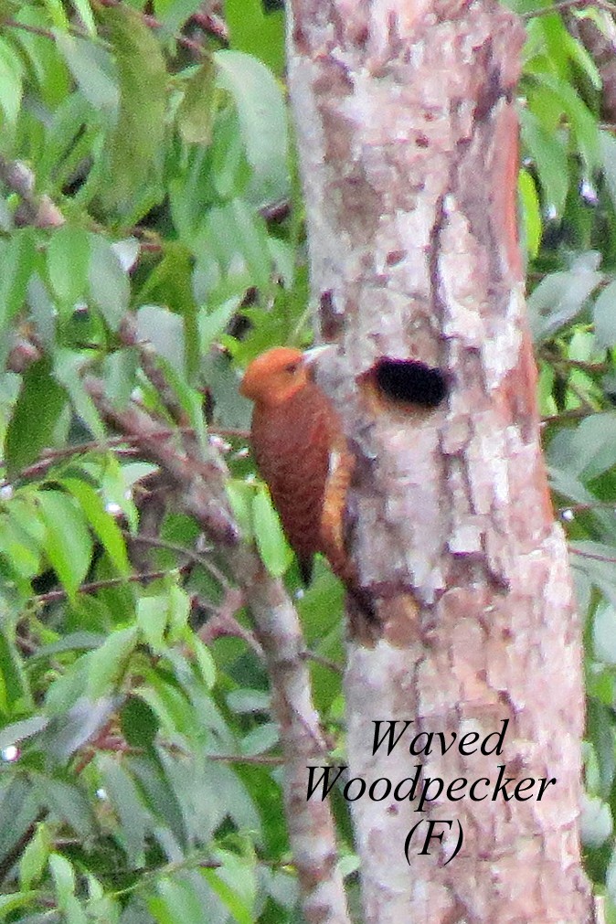 Waved Woodpecker - ML614702167