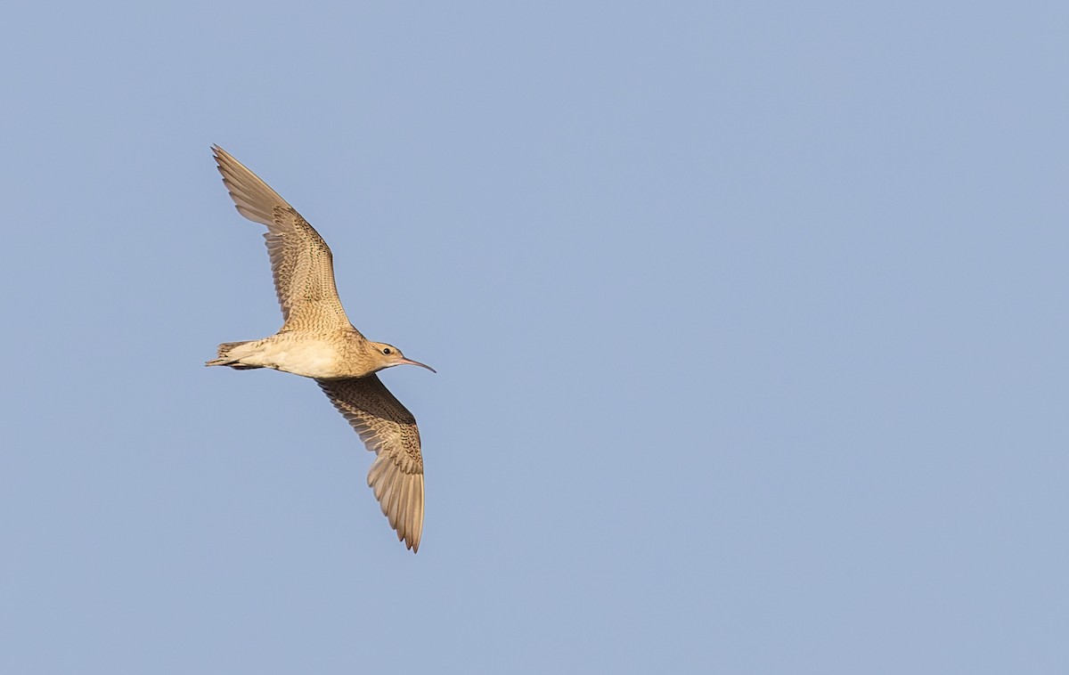 Little Curlew - ML614702605