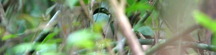 綠胸八色鳥(sordida/palawanensis) - ML61470281