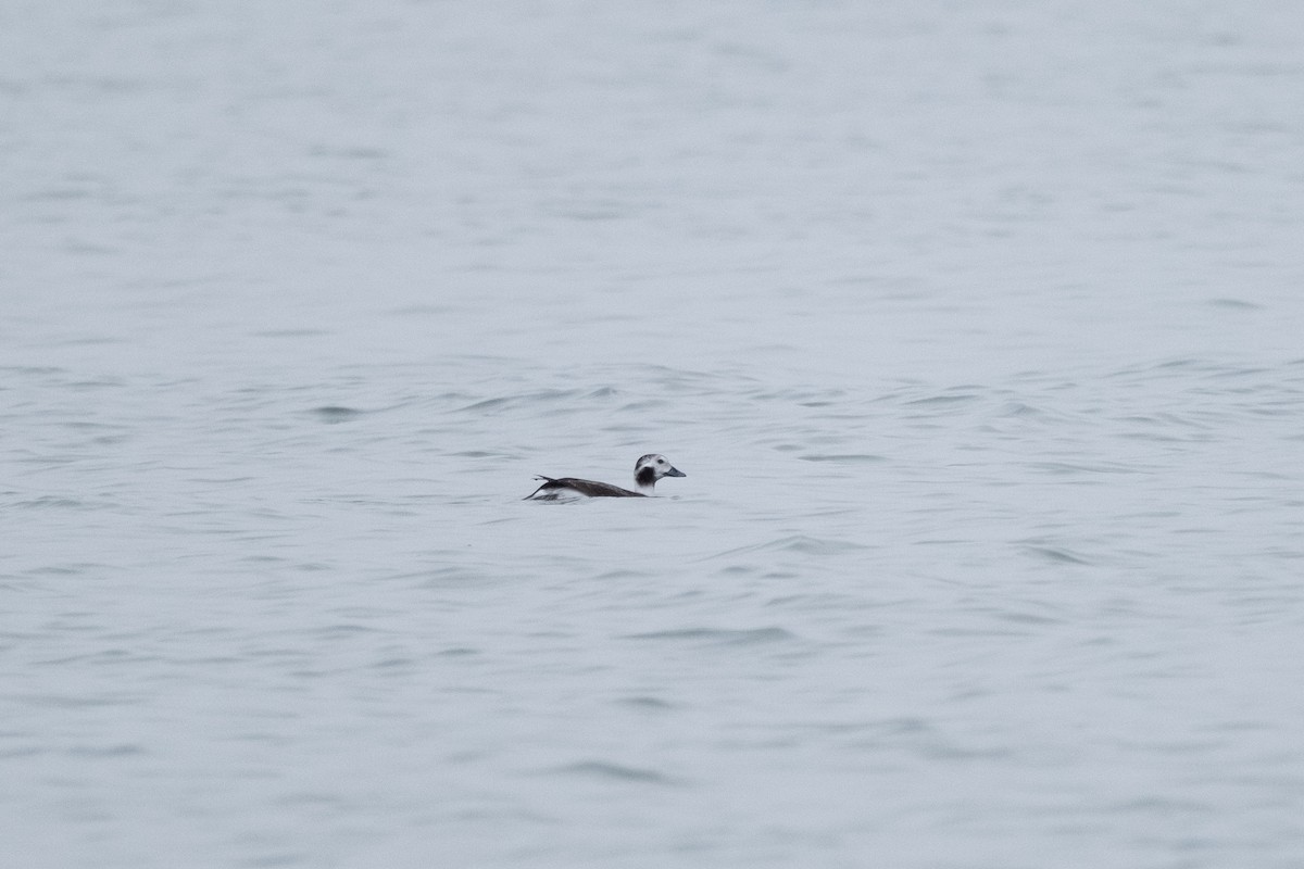 Long-tailed Duck - ML614702863