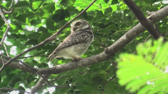 Spotted Owlet - ML614702877