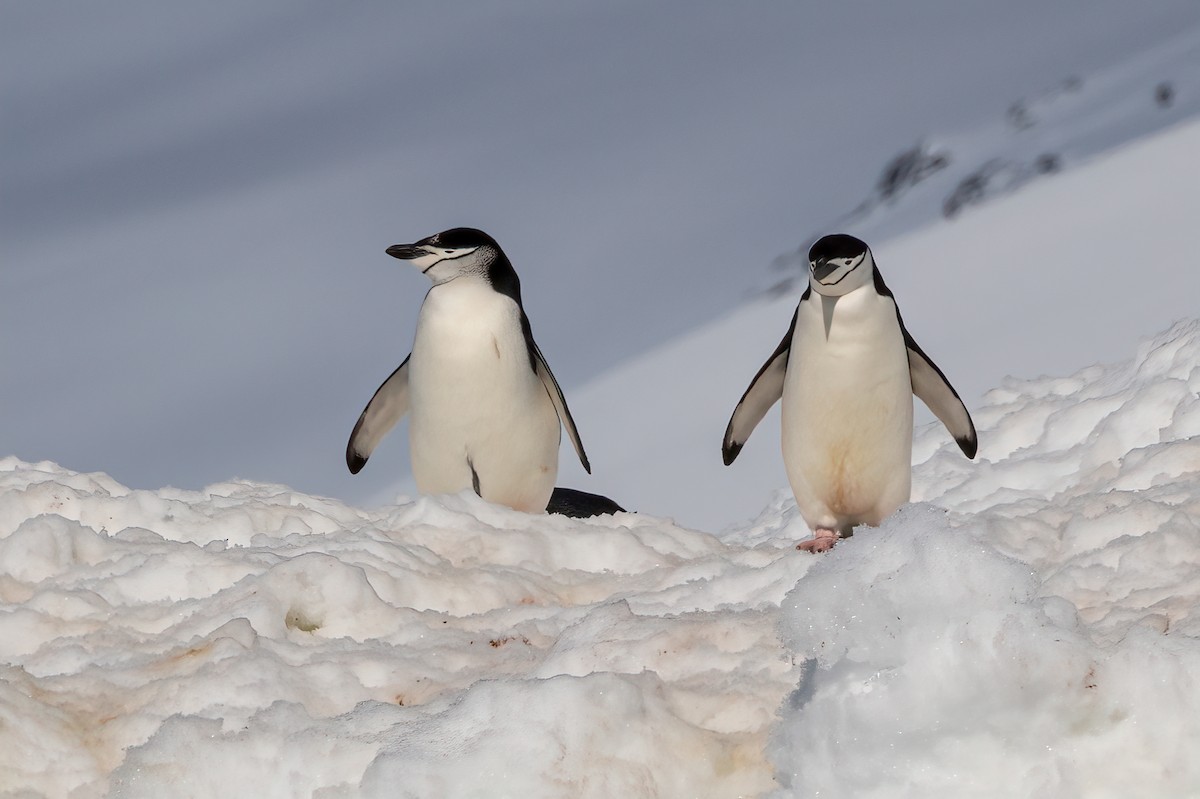 Антарктический пингвин - ML614703263