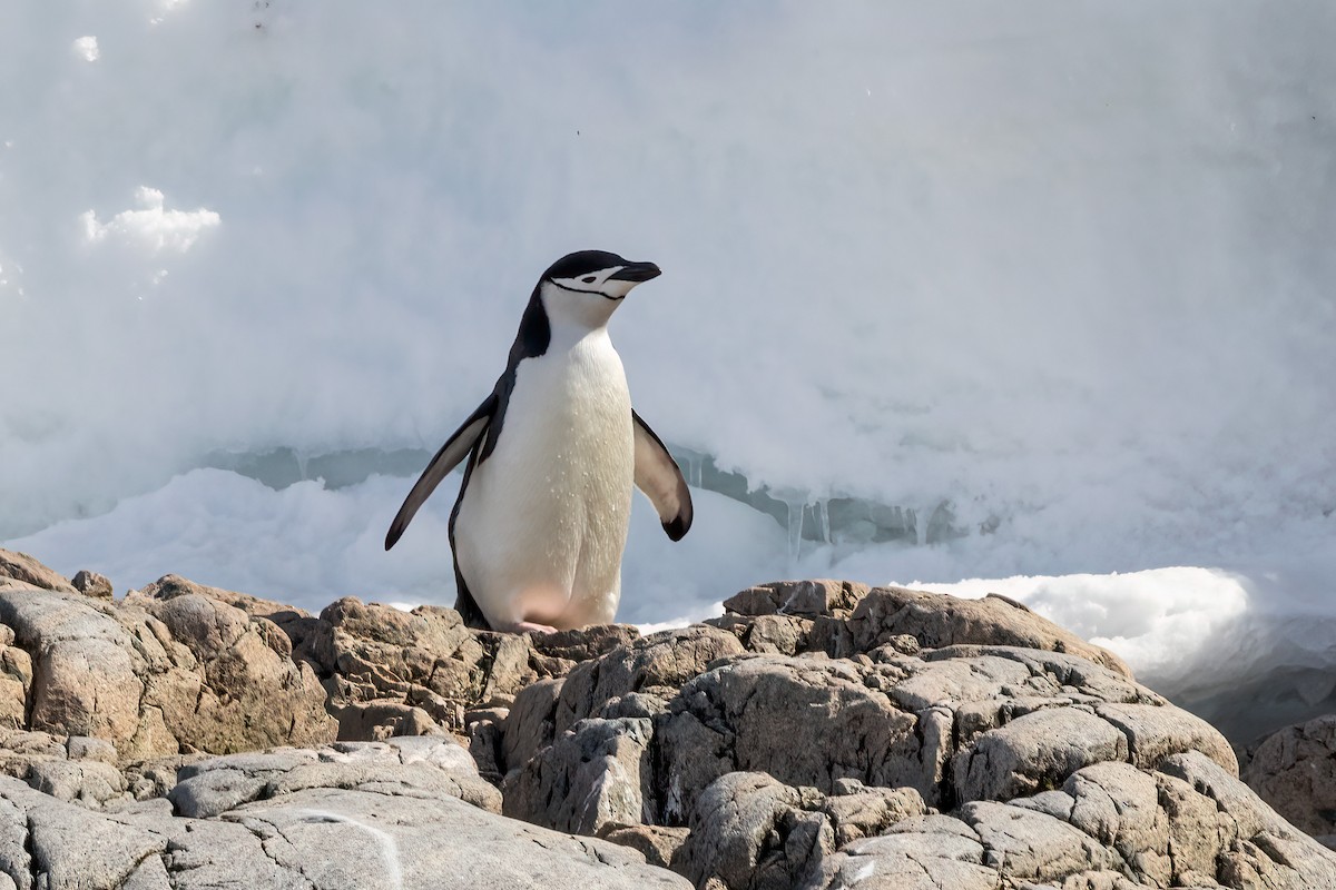 Антарктический пингвин - ML614703264