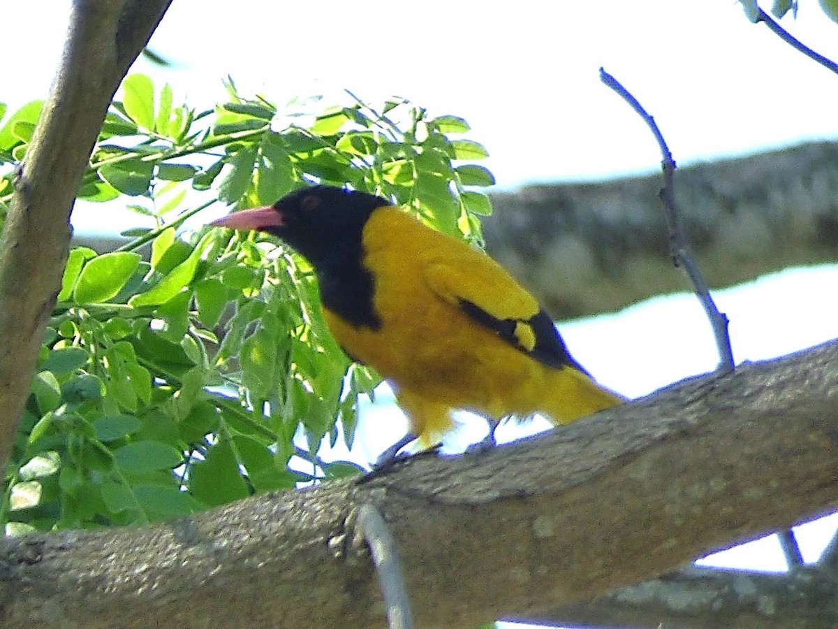 Black-hooded Oriole - Barry Reed