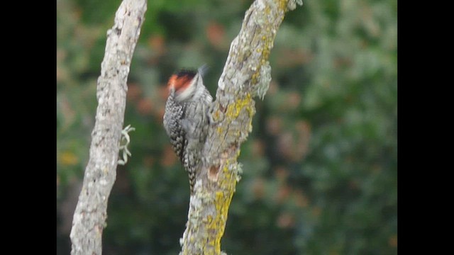 Striped Woodpecker - ML614703625