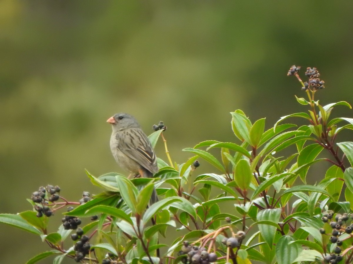 Plain-colored Seedeater - ML614703837