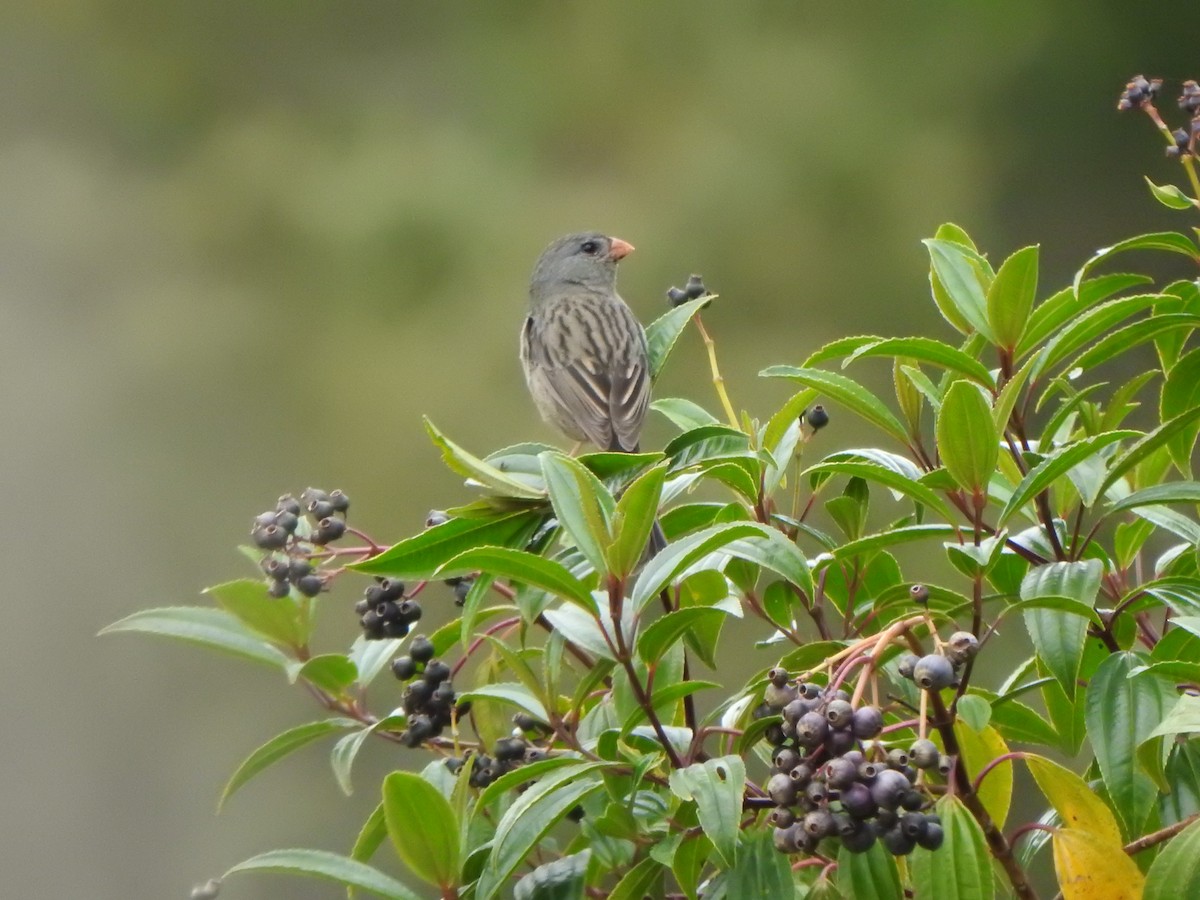Plain-colored Seedeater - ML614703838