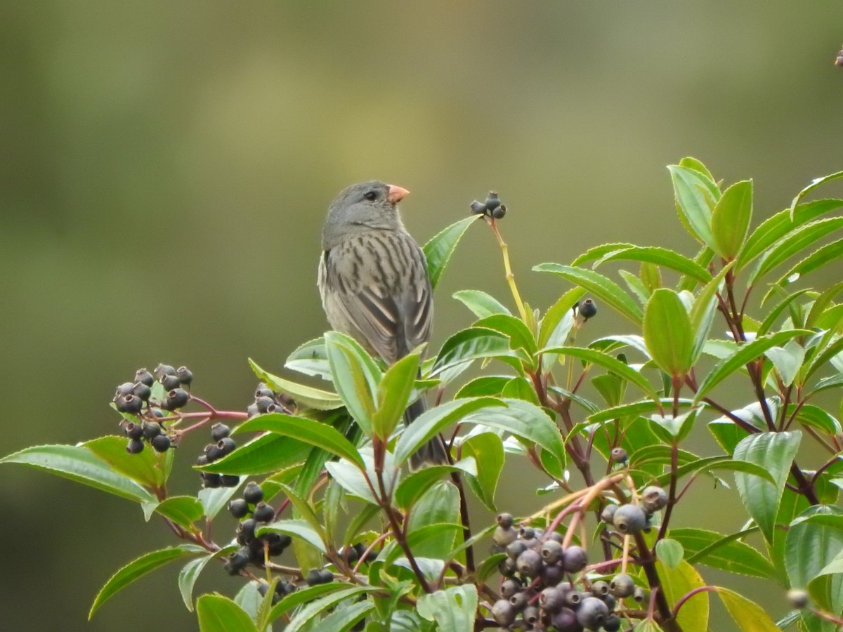 Plain-colored Seedeater - ML614703840