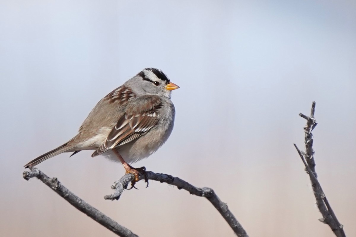 White-crowned Sparrow (Gambel's) - ML614703930