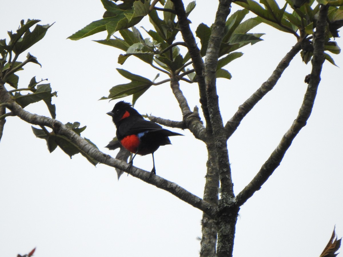 Scarlet-bellied Mountain Tanager - ML614704004