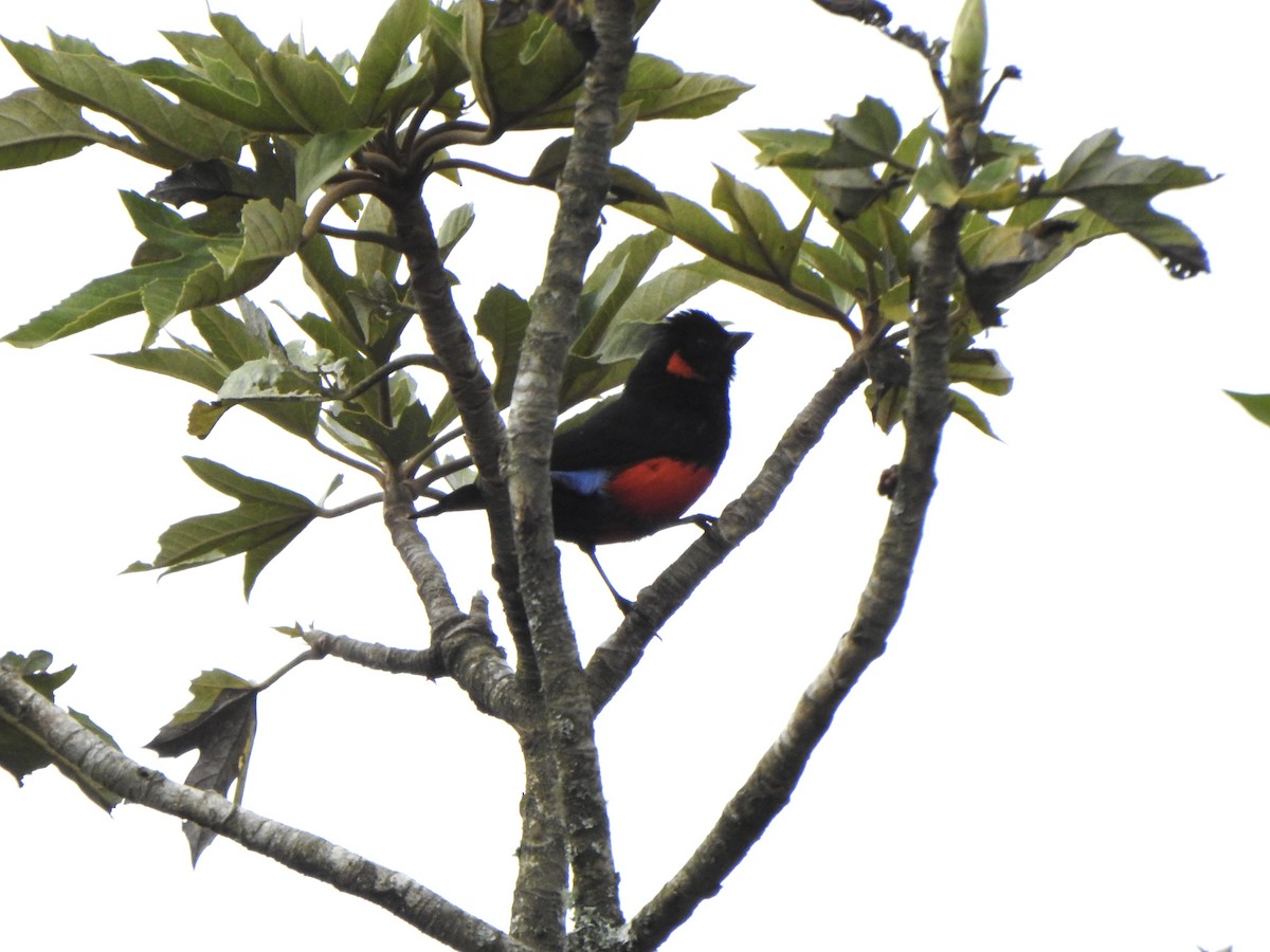 Scarlet-bellied Mountain Tanager - ML614704005