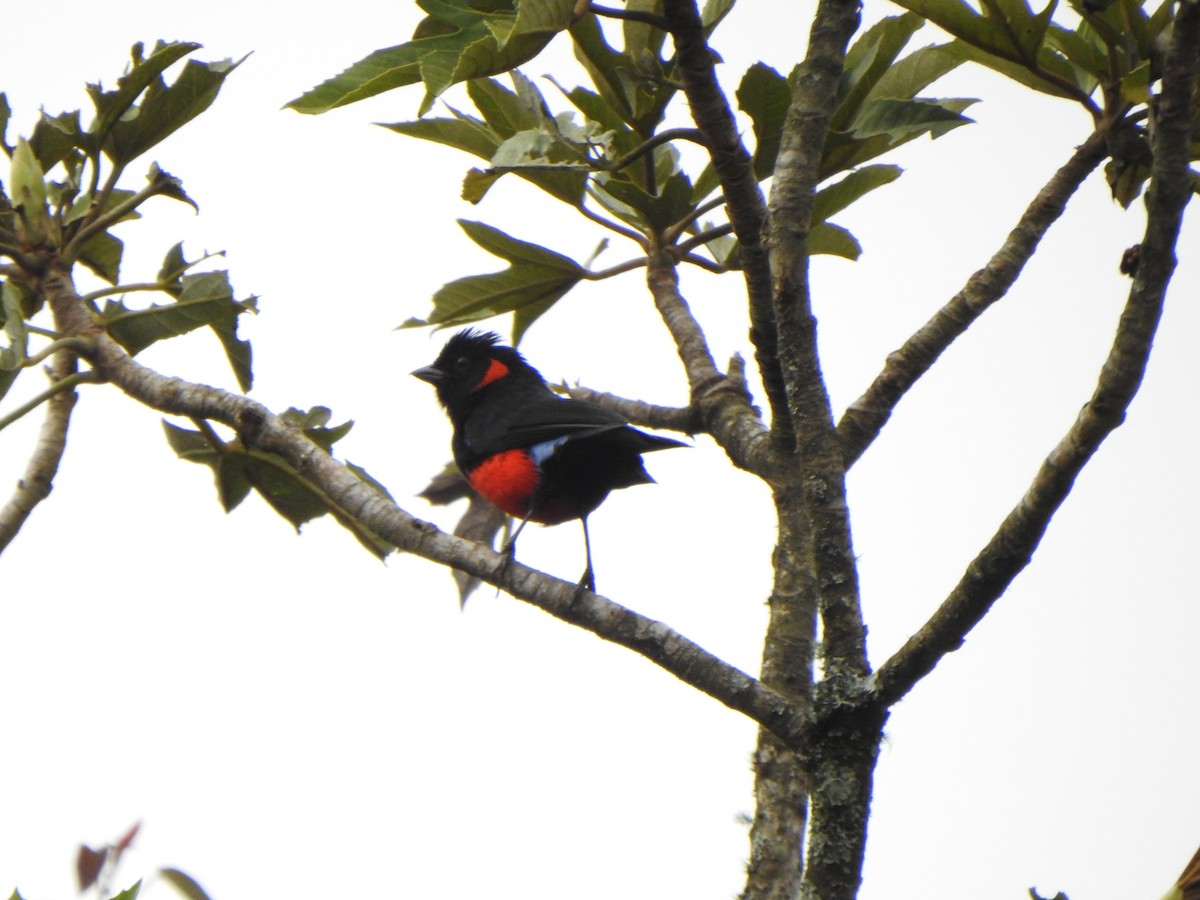 Scarlet-bellied Mountain Tanager - ML614704006