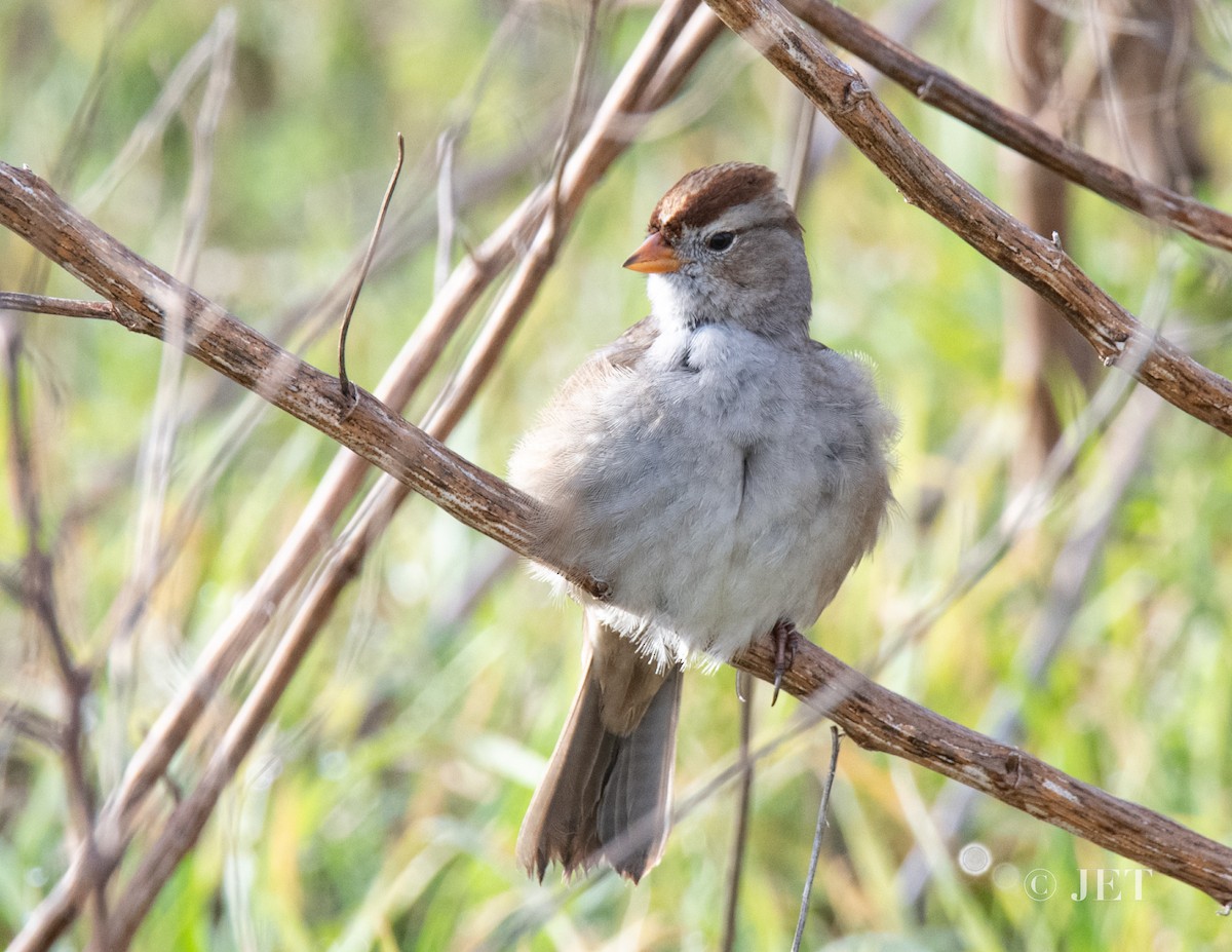White-crowned Sparrow - ML614704056