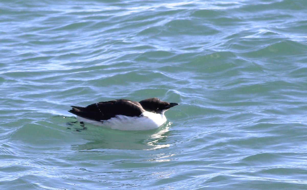 Thick-billed Murre - ML614704261
