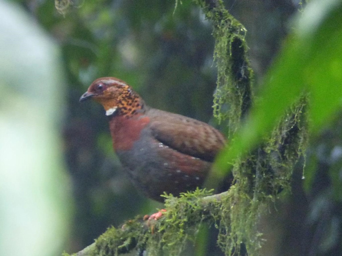 Chestnut-breasted Partridge - ML614704292