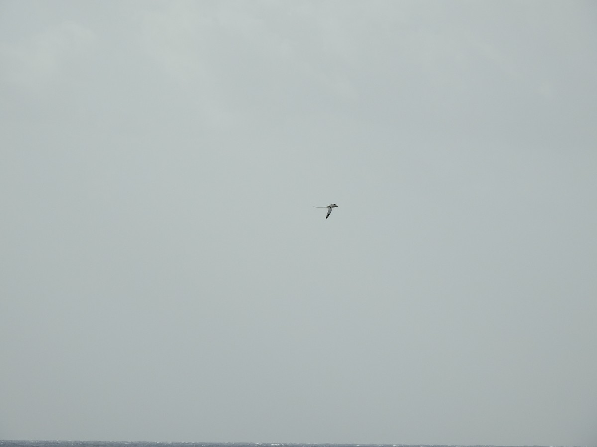 White-tailed Tropicbird (Atlantic) - ML614704360