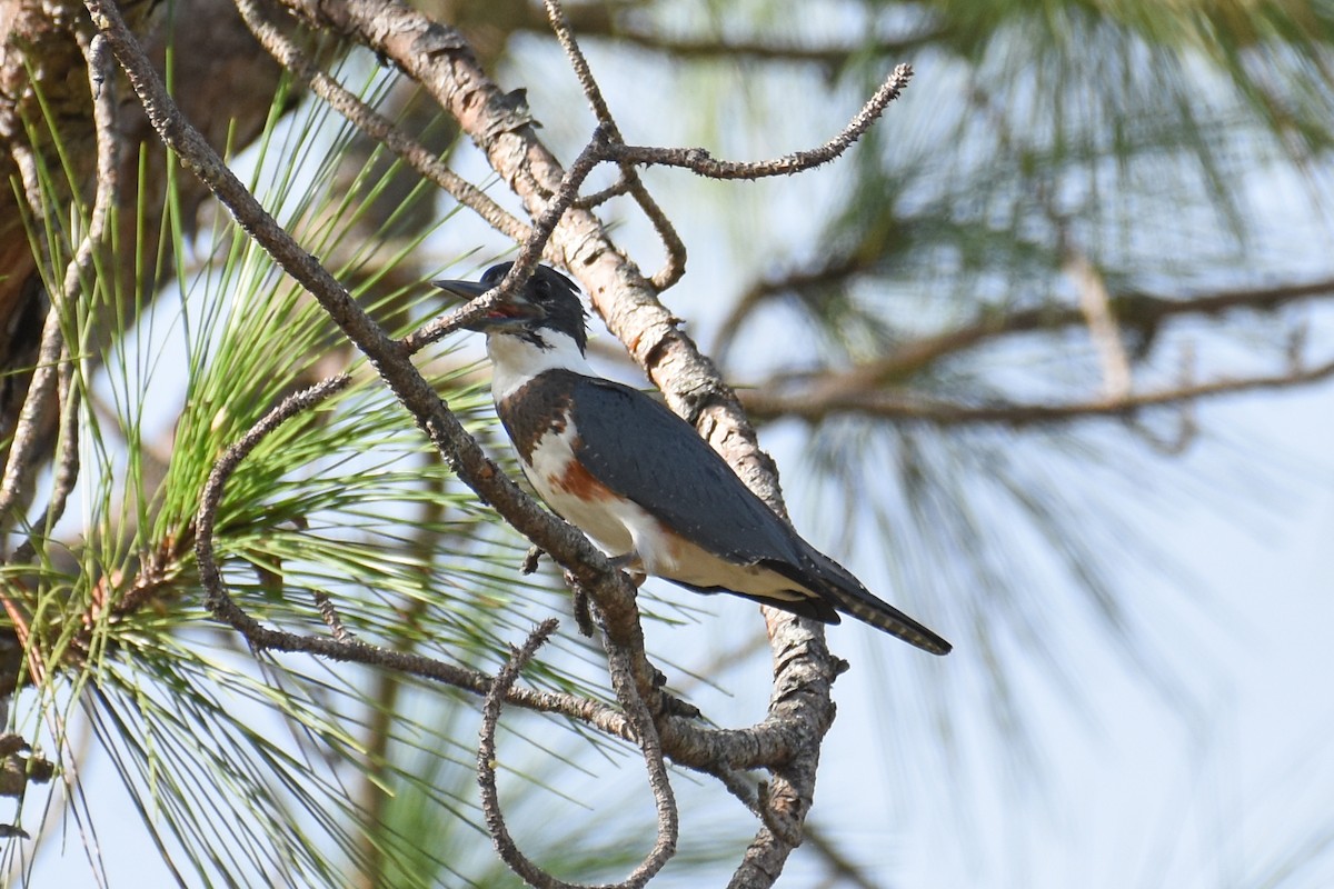 Belted Kingfisher - ML614704658