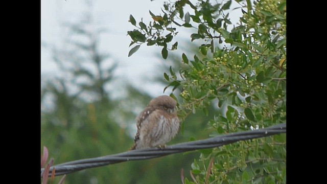 Austral Pygmy-Owl - ML614705099