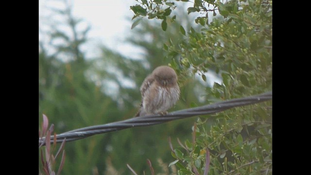 Austral Pygmy-Owl - ML614705115