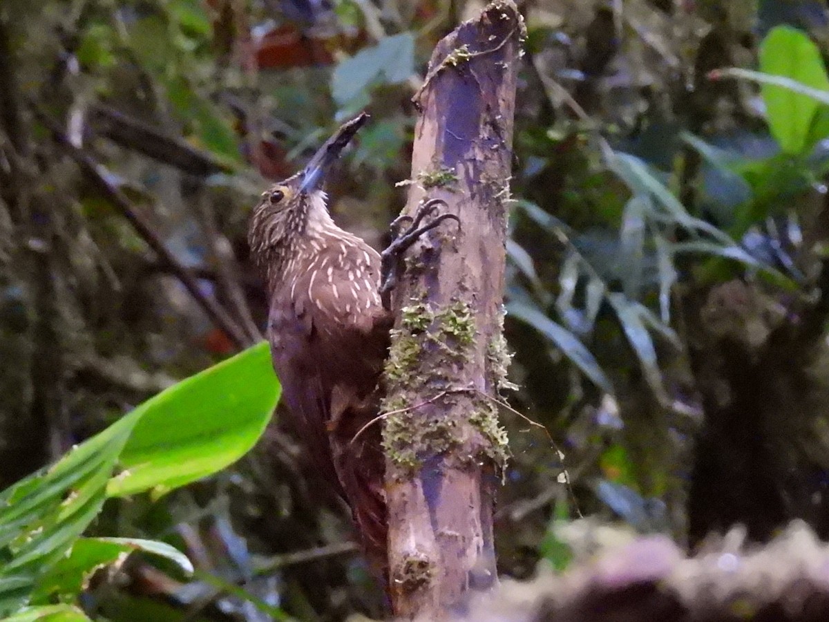 Strong-billed Woodcreeper (Andean/Northern) - ML614705189