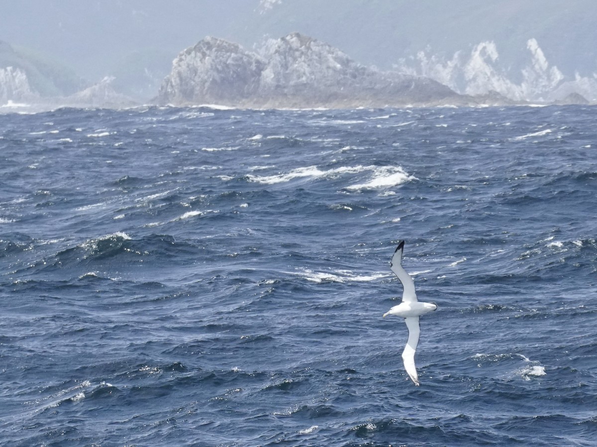 White-capped Albatross - ML614705238