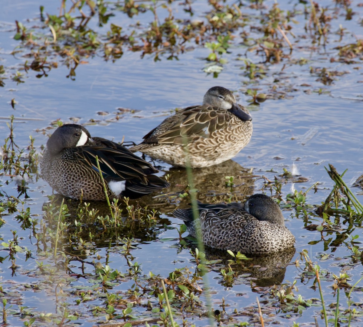 eBird Checklist 11 Feb 2024 Celery Fields Raymond Blvd 19 species