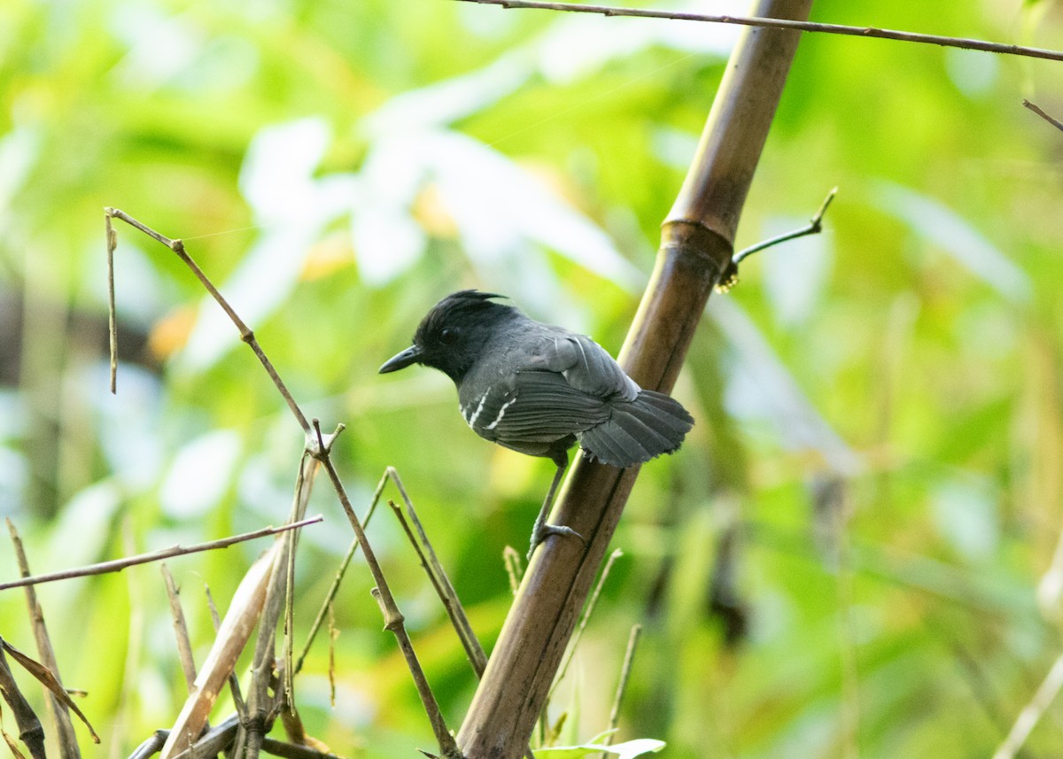 White-lined Antbird - ML614705444
