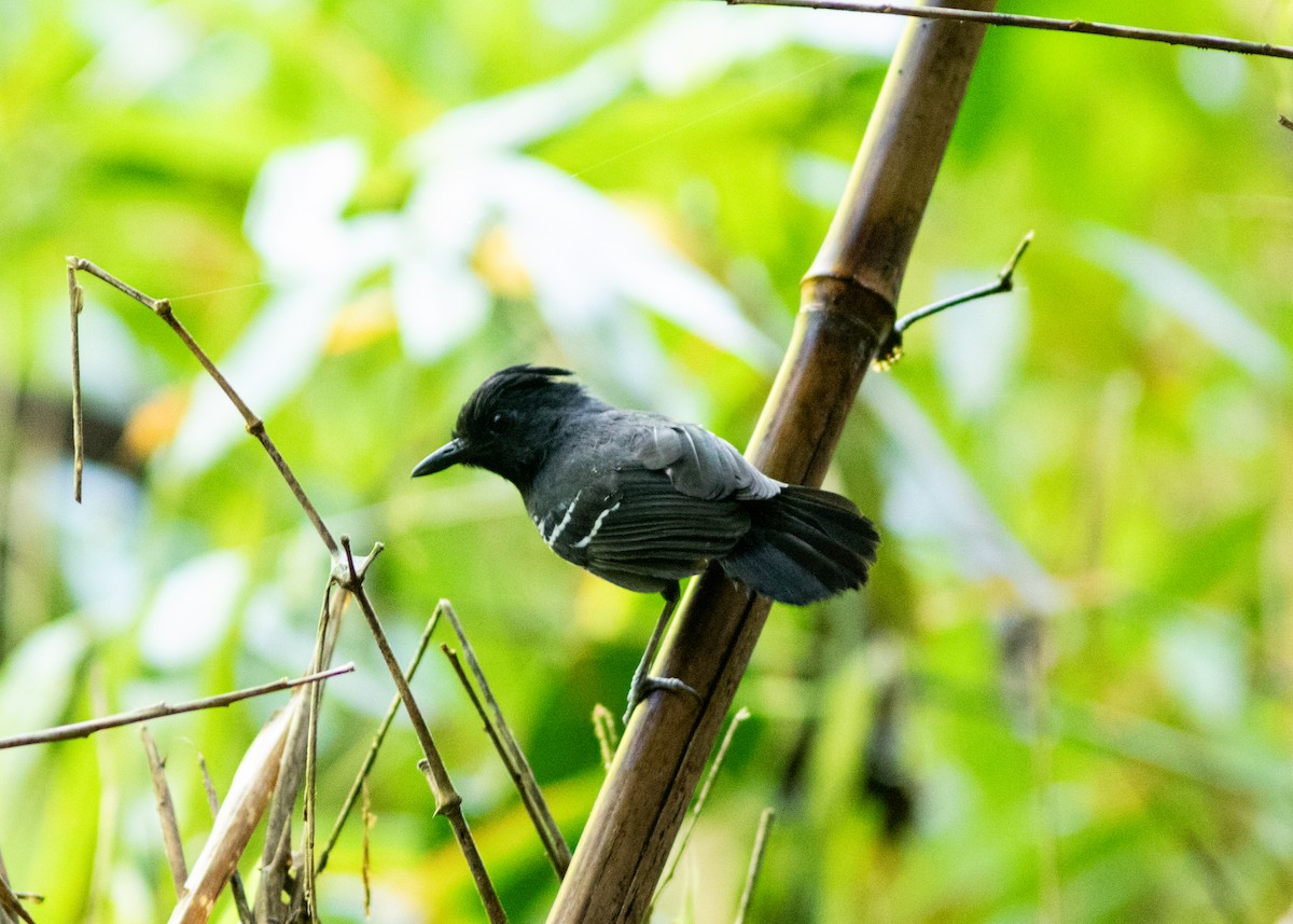 White-lined Antbird - ML614705445