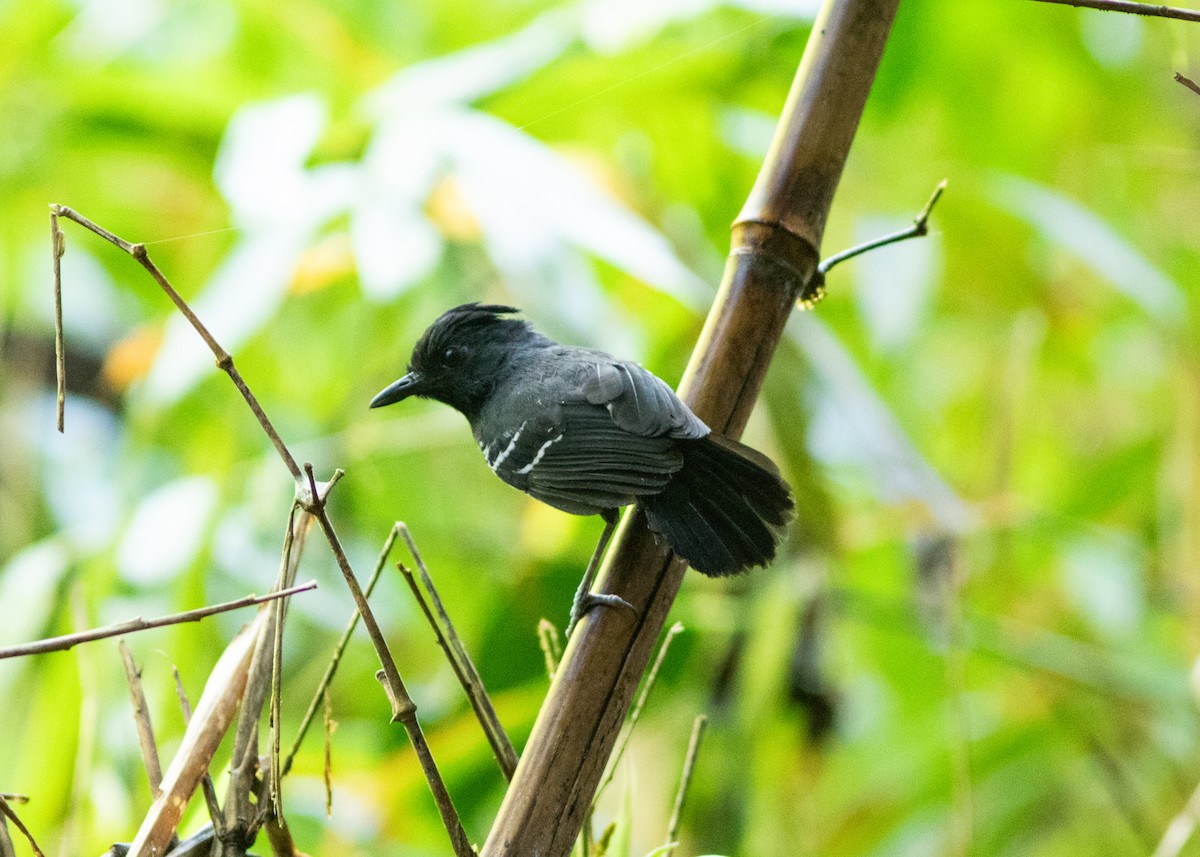 White-lined Antbird - ML614705446