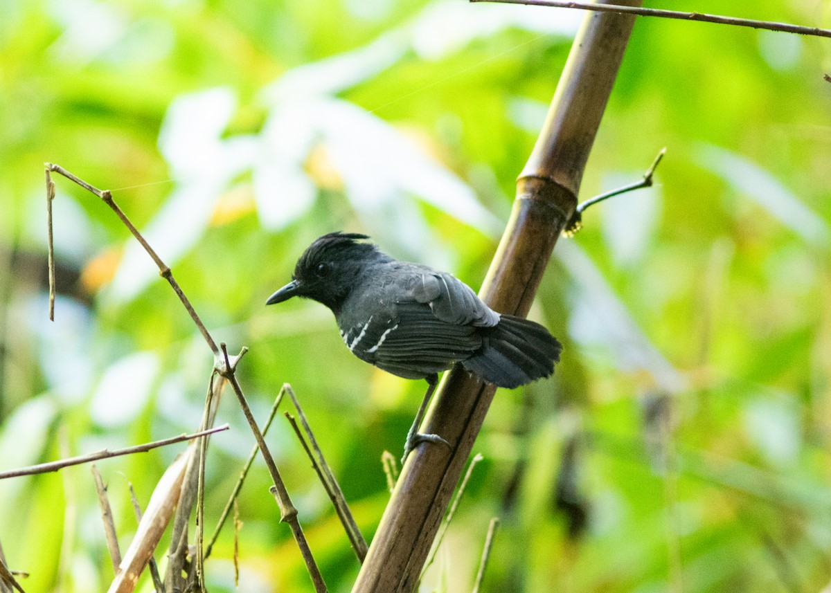 White-lined Antbird - ML614705447