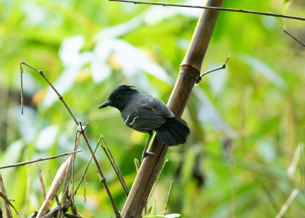 White-lined Antbird - ML614705448