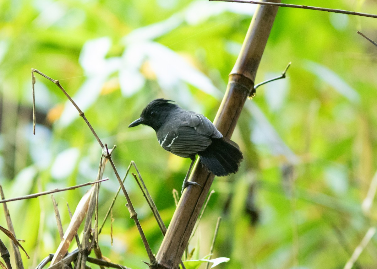 White-lined Antbird - ML614705449