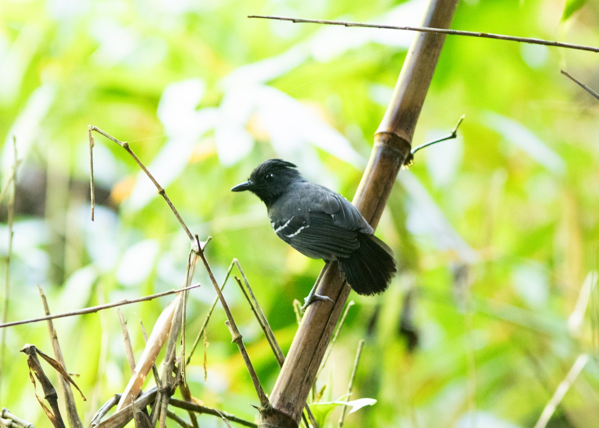 White-lined Antbird - ML614705450