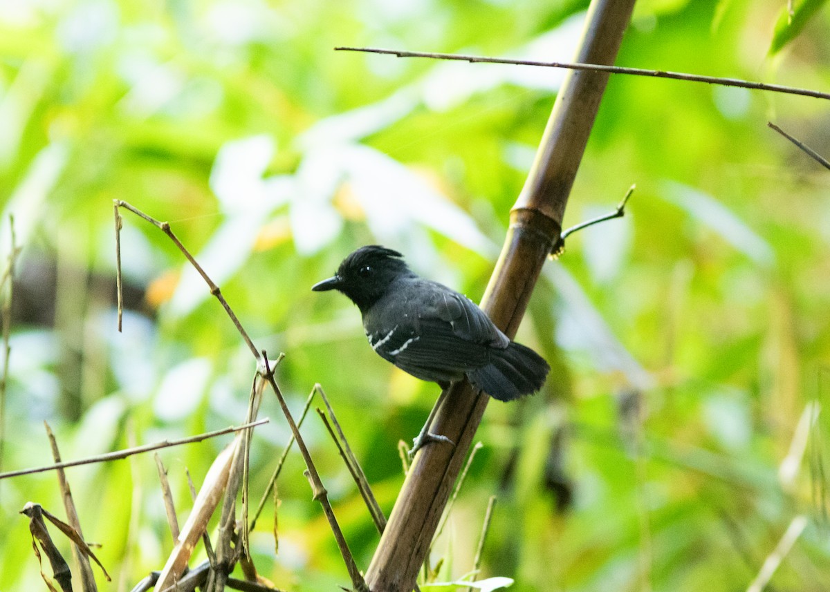 White-lined Antbird - ML614705451